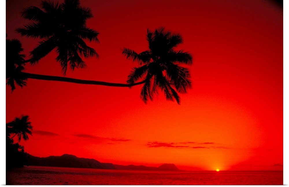 Fiji, Kadavu Islands, Sunset Palm Silhouetted Along Coast With Red Orange Sky