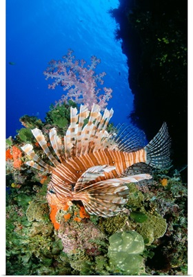 Fiji, Lionfish And Alcyonarian Coral