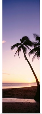 Fiji, Palm Trees Silhouetted On Beach At Sunset