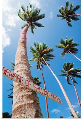 Fiji, Vanua Levu, Tall Coconut Trees And Sign Beware Of Falling Nuts