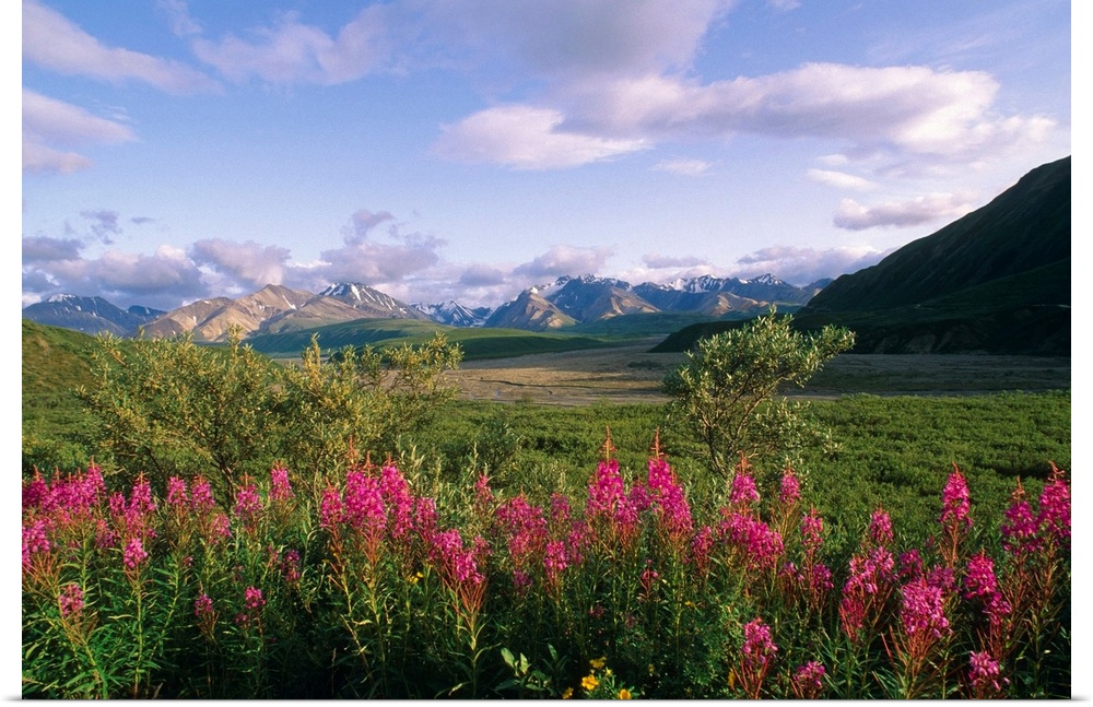 Big landscape photograph of fireweed and green foliage on a rolling landscape, mountains in the distant background, beneat...