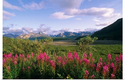 Fireweed Alaska Range Denali