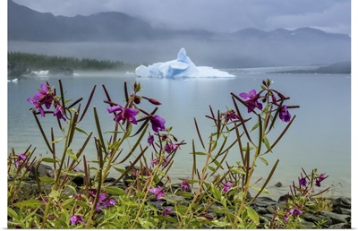 Fireweed And Iceberg In Bear Glacier Lagoon, Kenai Fjords National Park, Alaska