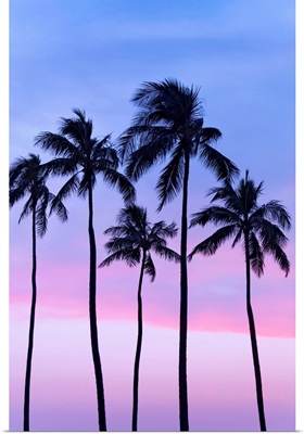 Five coconut palm trees
