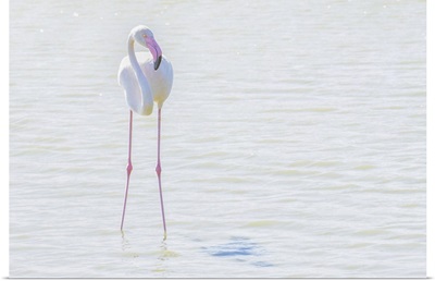 Flamingo Wading In Shallow Water, Sainte Marie De La Mer, France