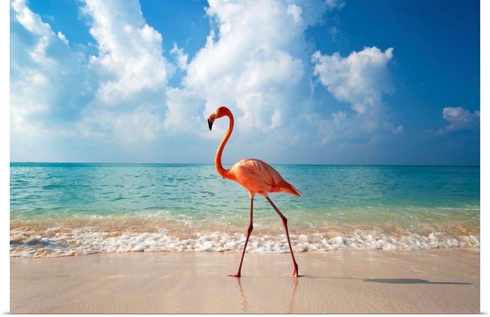 Flamingo Walking Along Beach