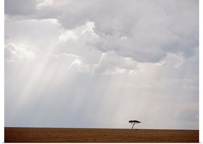 Flat-Topped Acacia Tree Beneath Stormy Skies; Kenya