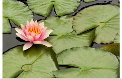 Floating water lily flower and lily pads, Nymphaea species.; Longwood Gardens, Pennsylvania.
