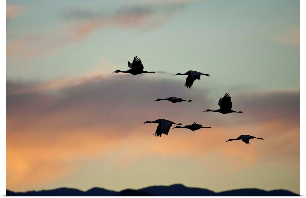 Flock of flying sandhill cranes at sunset, Bosque del Apache Wildlife Refuge, New Mexico