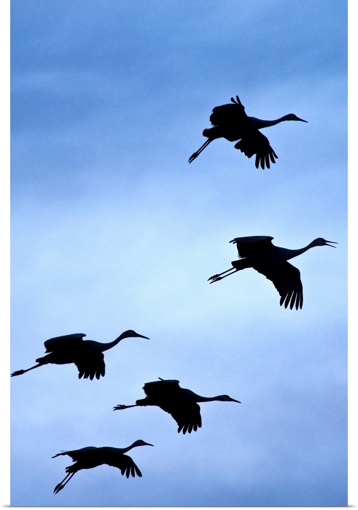 Flock of flying sandhill cranes, Bosque del Apache Wildlife Refuge, New Mexico, Winter