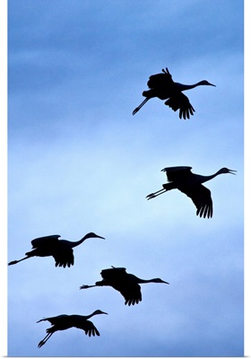 Flock of flying sandhill cranes, Bosque del Apache Wildlife Refuge, New Mexico, Winter