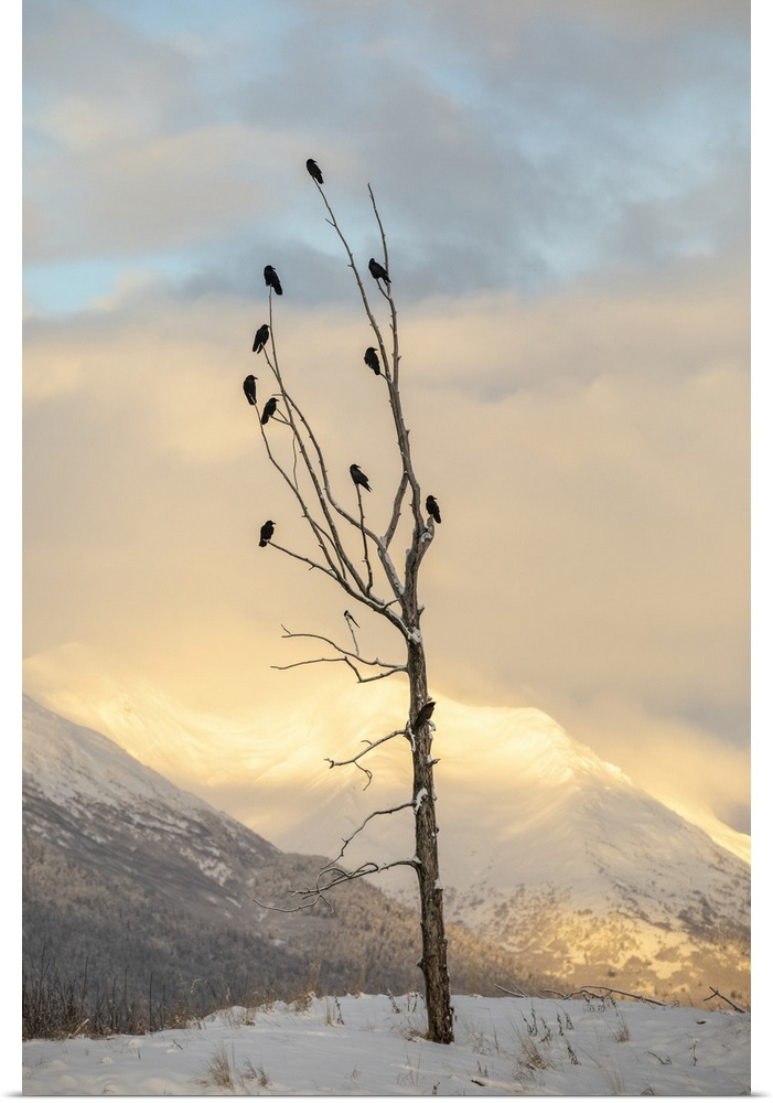 A flock of Ravens perched in an old tree in the Portage Valley at sunrise, South-central Alaska; Alaska, United States of ...