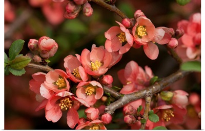 Flowering Branch Of The Japanese Dwarf Flowering Quince, Jamaica Plain, Massachusetts