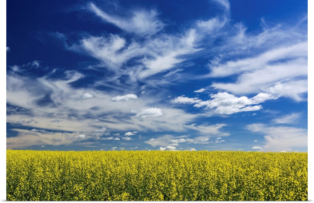 Flowering canola field with dramatic white clouds and blue sky