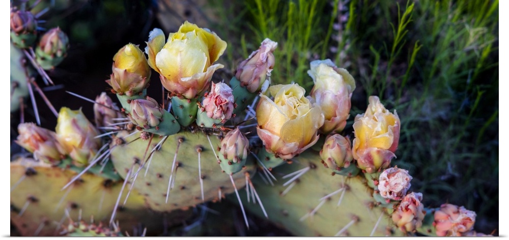 Flowers blossoming on a Prickly Pear Cactus plant (Opuntia violacca) in late spring; Sedona, Arizona, United States of Ame...