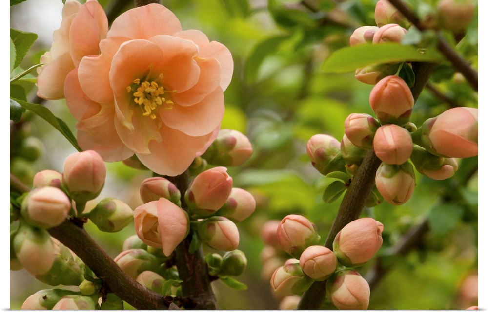 Flowers, buds, and branches of Camellia reticulata, in springtime. New Hampshire.
