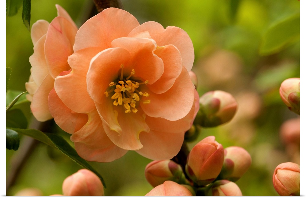 Flowers, buds, and branches of Camellia reticulata, in springtime.