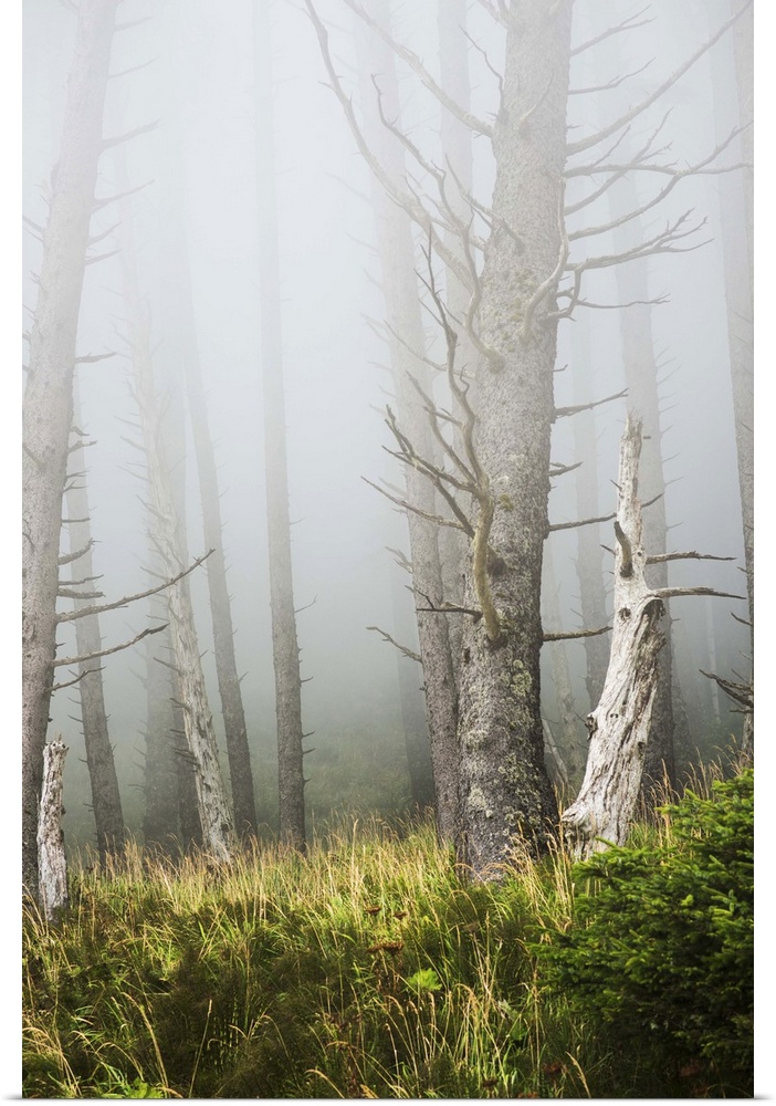 Fog in the forest at Ecola State Park; Cannon Beach, Oregon, United States of America