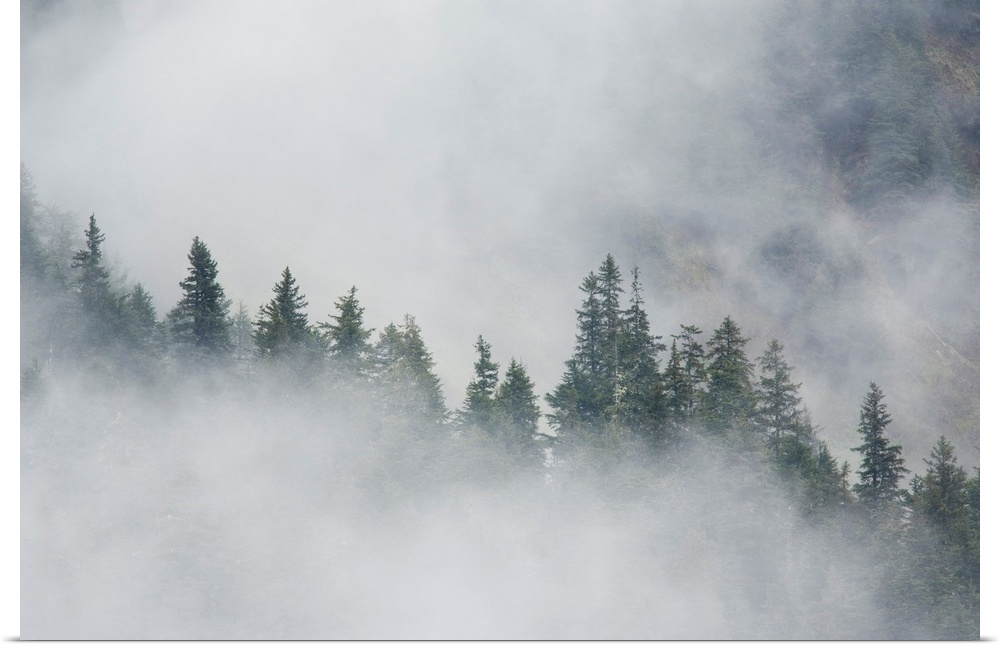 Fog rises among the trees on Fox Island, south of Seward, Alaska. June.