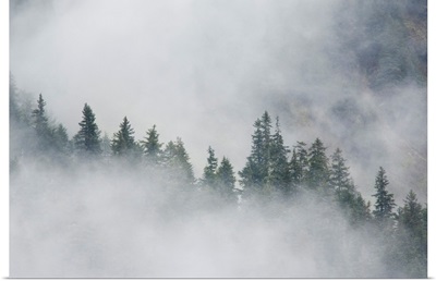 Fog rises among the trees on Fox Island. Kenai Fjords. Summer Kenai Peninsula Alaska