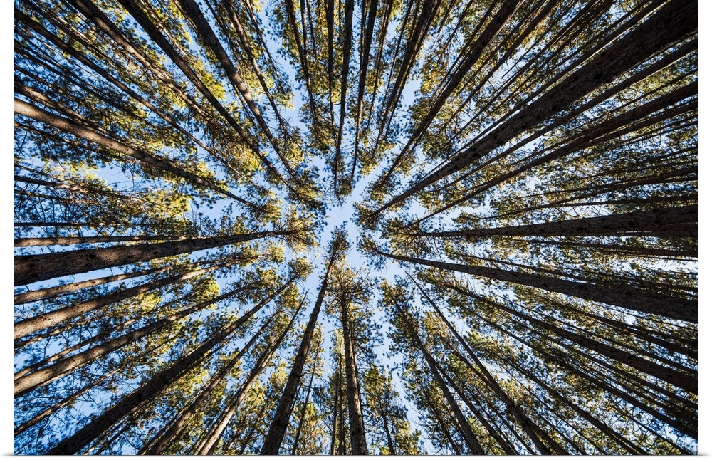 Looking Up At The Tree Tops Of The Pine Trees In The Forests Of Algonquin Park, Ontario, Canada