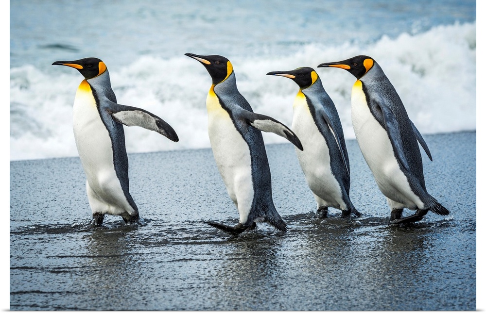 Four king penguins (Aptenodytes patagonicus) walking together on beach; Antarctica