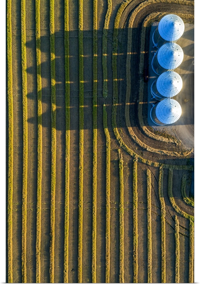 View from directly above of four large metal grain bins and canola harvest lines at sunset with long shadows; Alberta, Canada