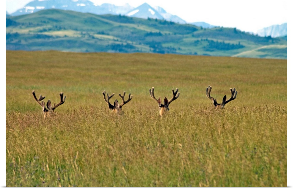Four Mule Deer Bucks, Rockies Foothills, Southwestern, Alberta, Canada