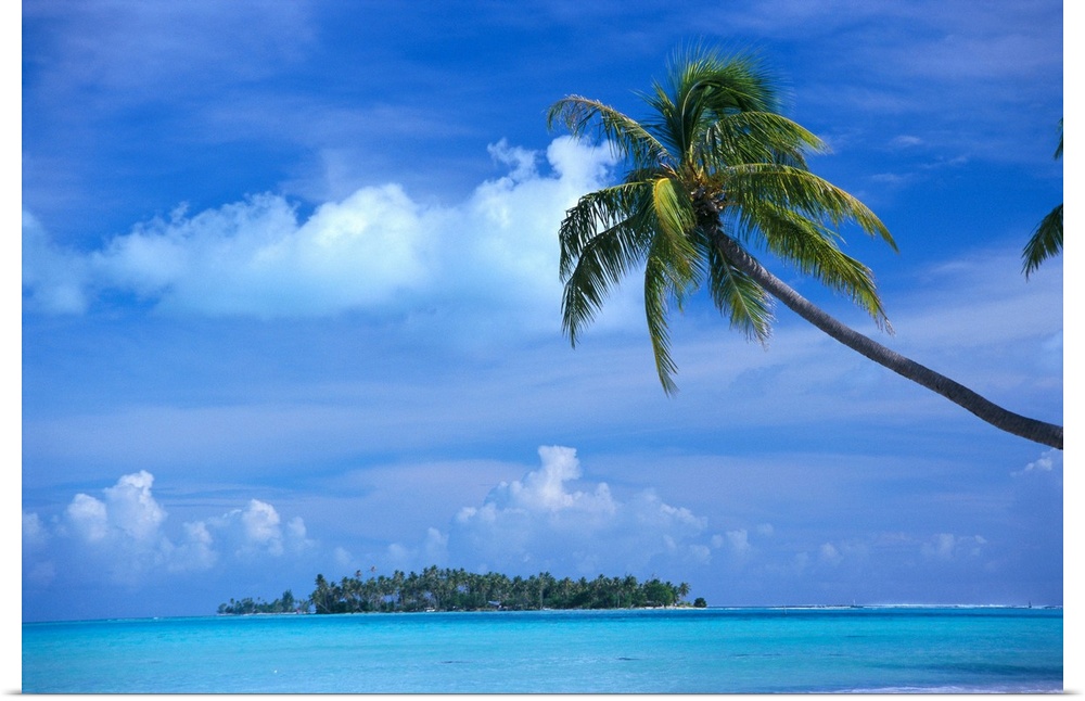 French Polynesia, Bora Bora, Coastal Scene Palm In Foreground, Calm Ocean