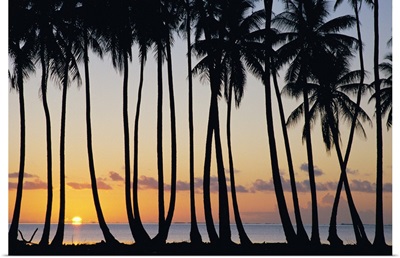 French Polynesia, Huahine, Tropical Sunset With Silhouetted Palm Trees