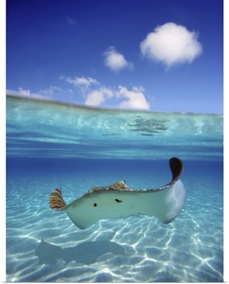 French Polynesia, Tahiti, Bora Bora, Stingray In Beautiful Turquoise Water