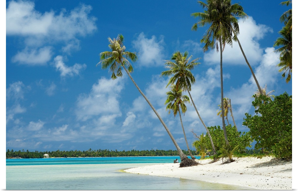 Tall palm trees sit on the edge of the beach and stretch out over shallow clear water.