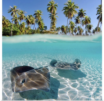 French Polynesia, Tahiti, Moorea, Two Stingray In Beautiful Turquoise Water