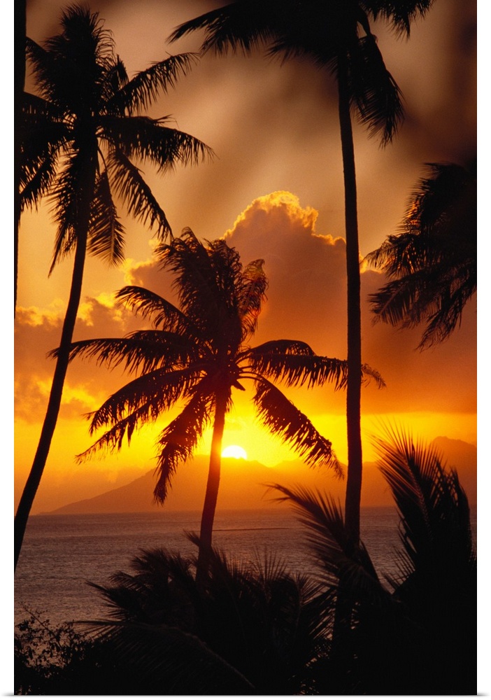 French Polynesia, Tahiti, Palm Trees Silhouetted By A Vibrant Sunset
