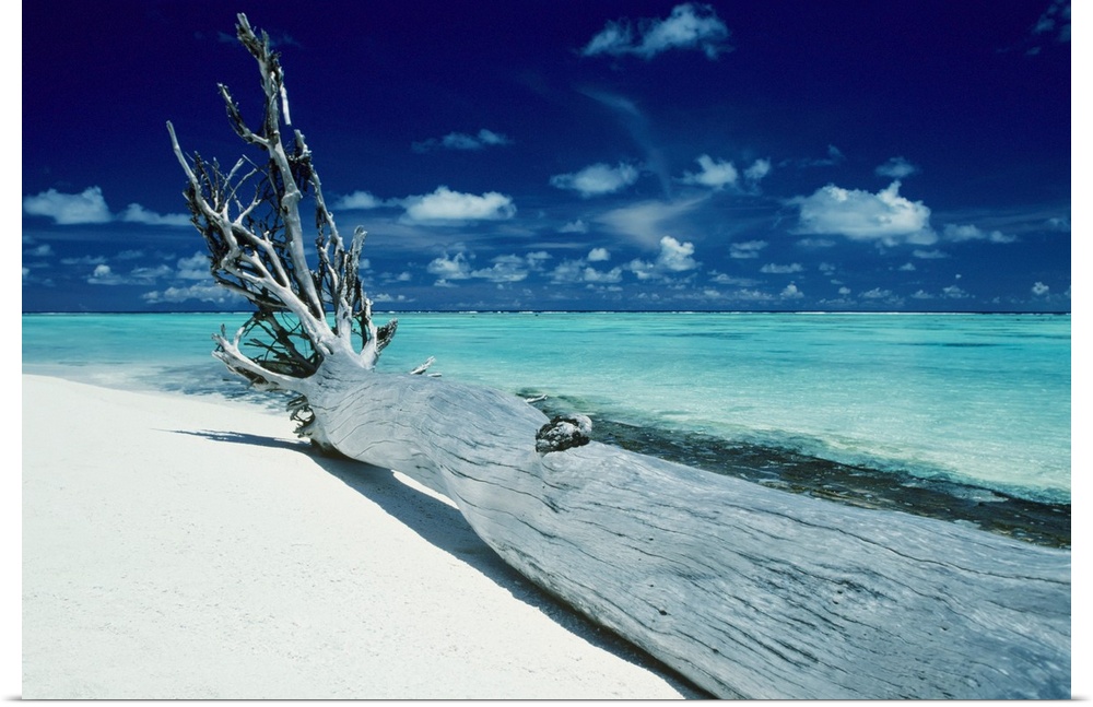 French Polynesia, Tetiaroa (Marlon Brando's Island), Driftwood On White Sand Beach