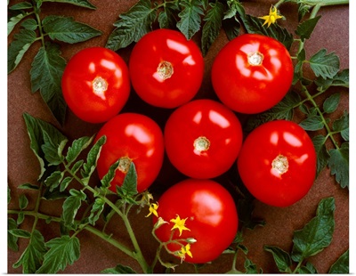 Fresh market tomatoes on a dark brown background