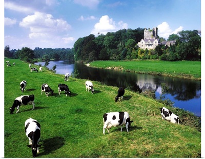 Friesian Cattle, Ballyhooley, County Cork, Ireland