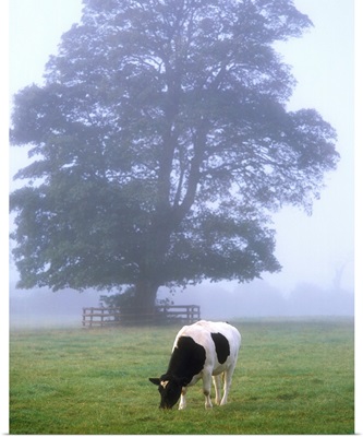 Friesian Cow, Ireland