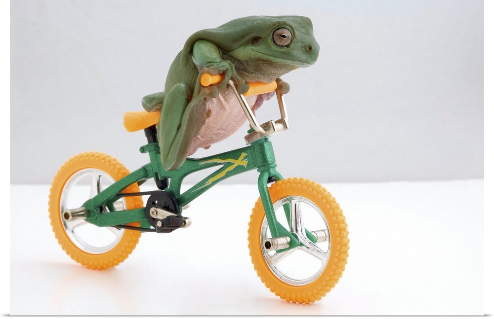 Frog On A Bicycle