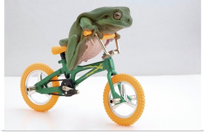 Frog On A Bicycle