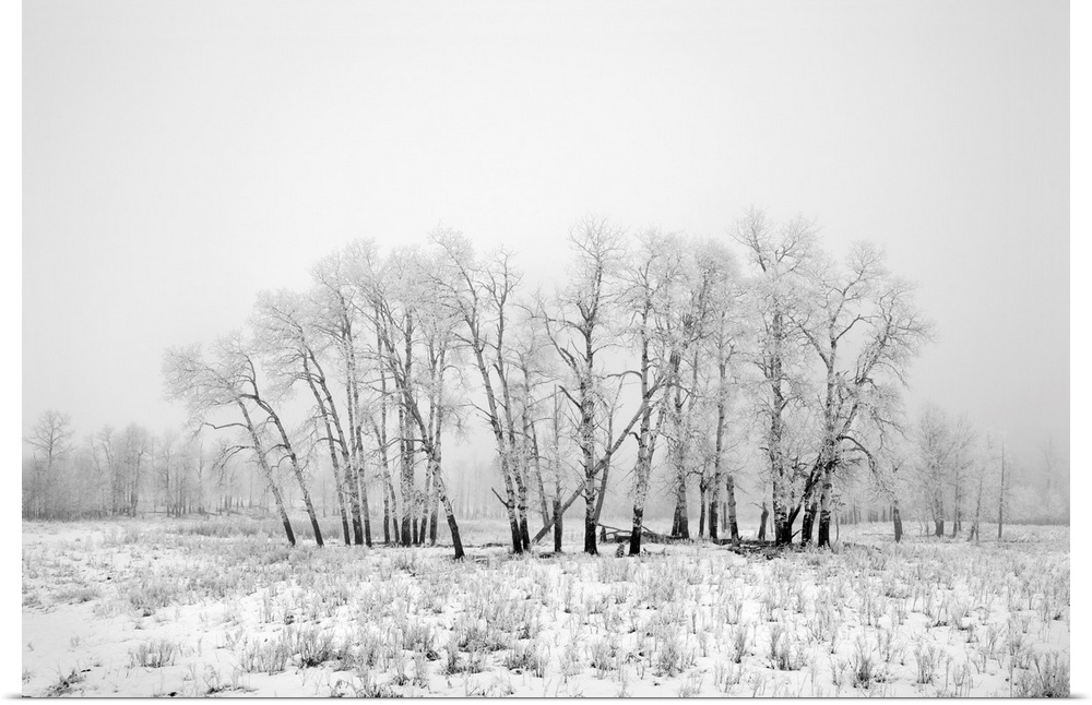 Frost and fog at Elk Island National Park, Alberta, Canada