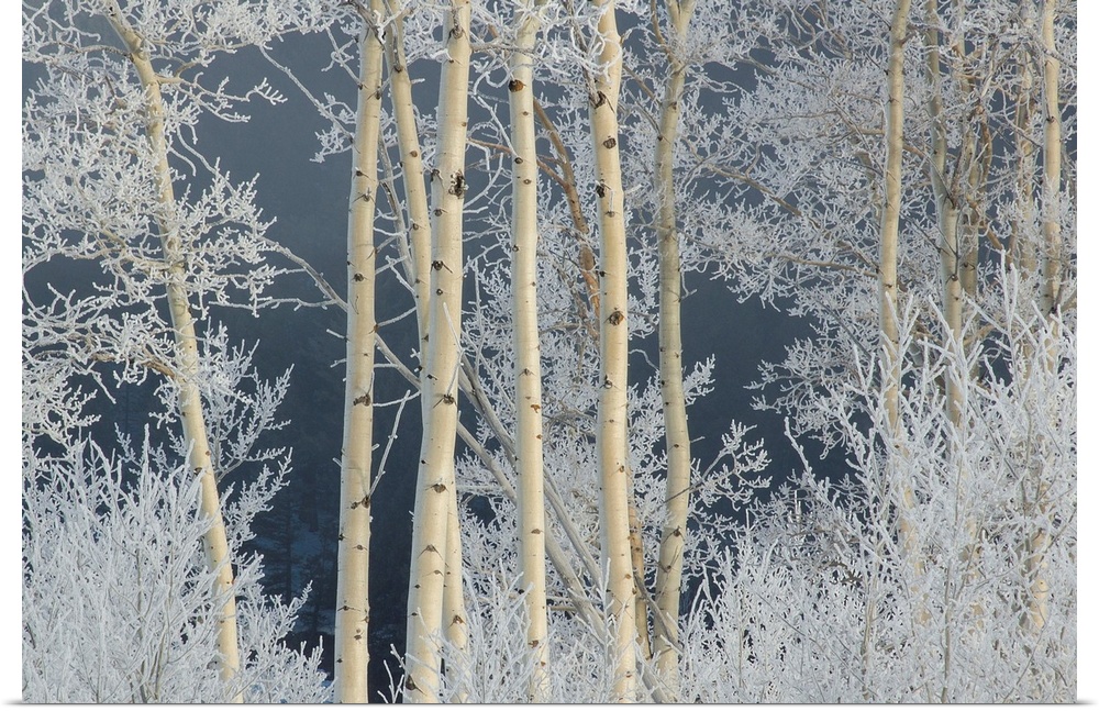 Frost coated branches on aspen trees.