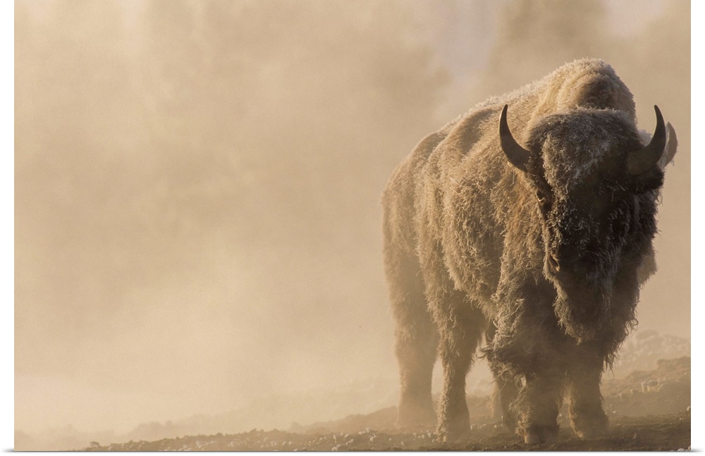 Portrait of a frost covered bison (Bison bison) standing in a steamy landscape with a golden sunlit glow in Yellowstone Na...