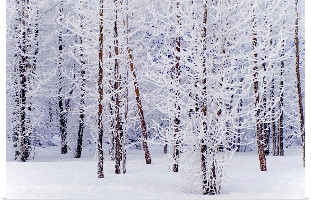 Wall docor of a snowy forest of trees with thin trunks.