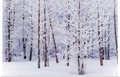 Frost Covered Cottonwood Trees near Portage, Alaska