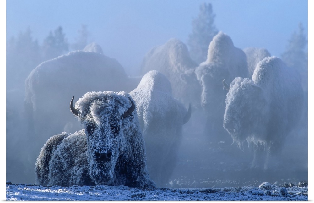 Frost covered herd of American bison (Bison bison) one lying down and others standing as still as possible in the backgrou...