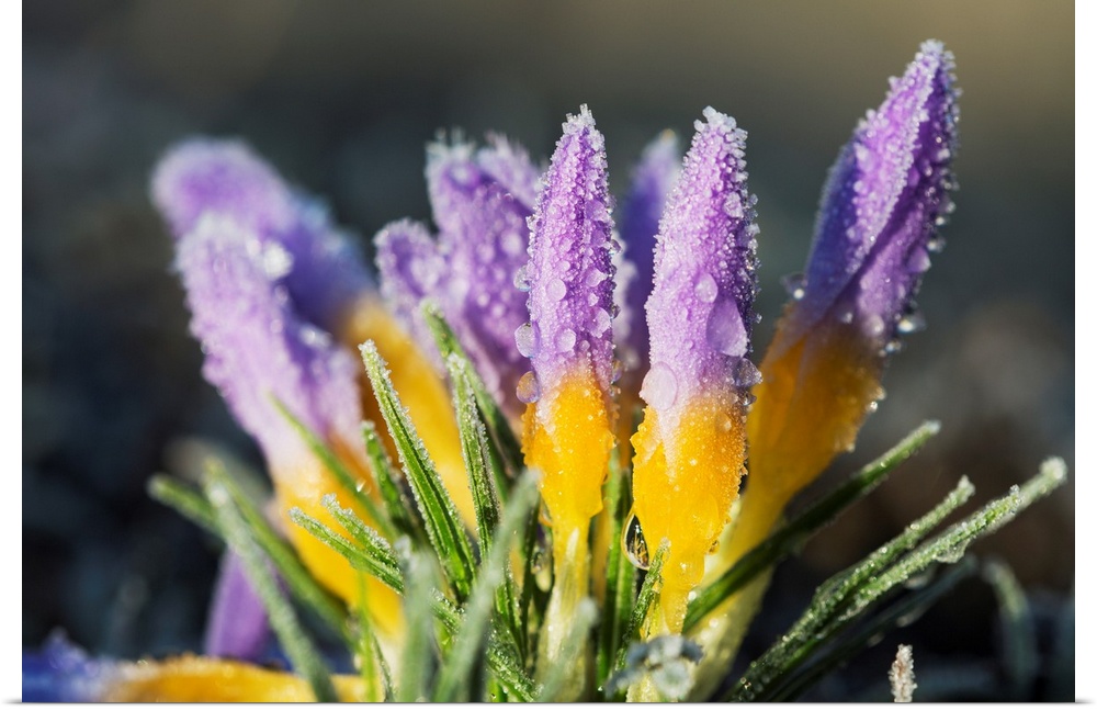 Frost forms on crocuses in the spring. Astoria, Oregon, United States of America.