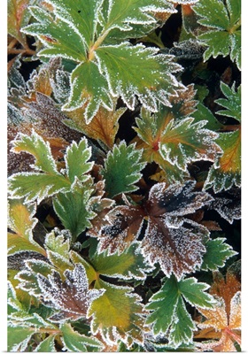 Frosted Leaves On Tundra, Alaska