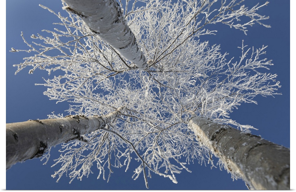 Frosty covered birch tree reaching up to clear blue sky, Thunder Bay, Ontario, Canada