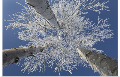 Frosty Covered Birch Tree Reaching Up To Clear Blue Sky, Thunder Bay, Ontario, Canada